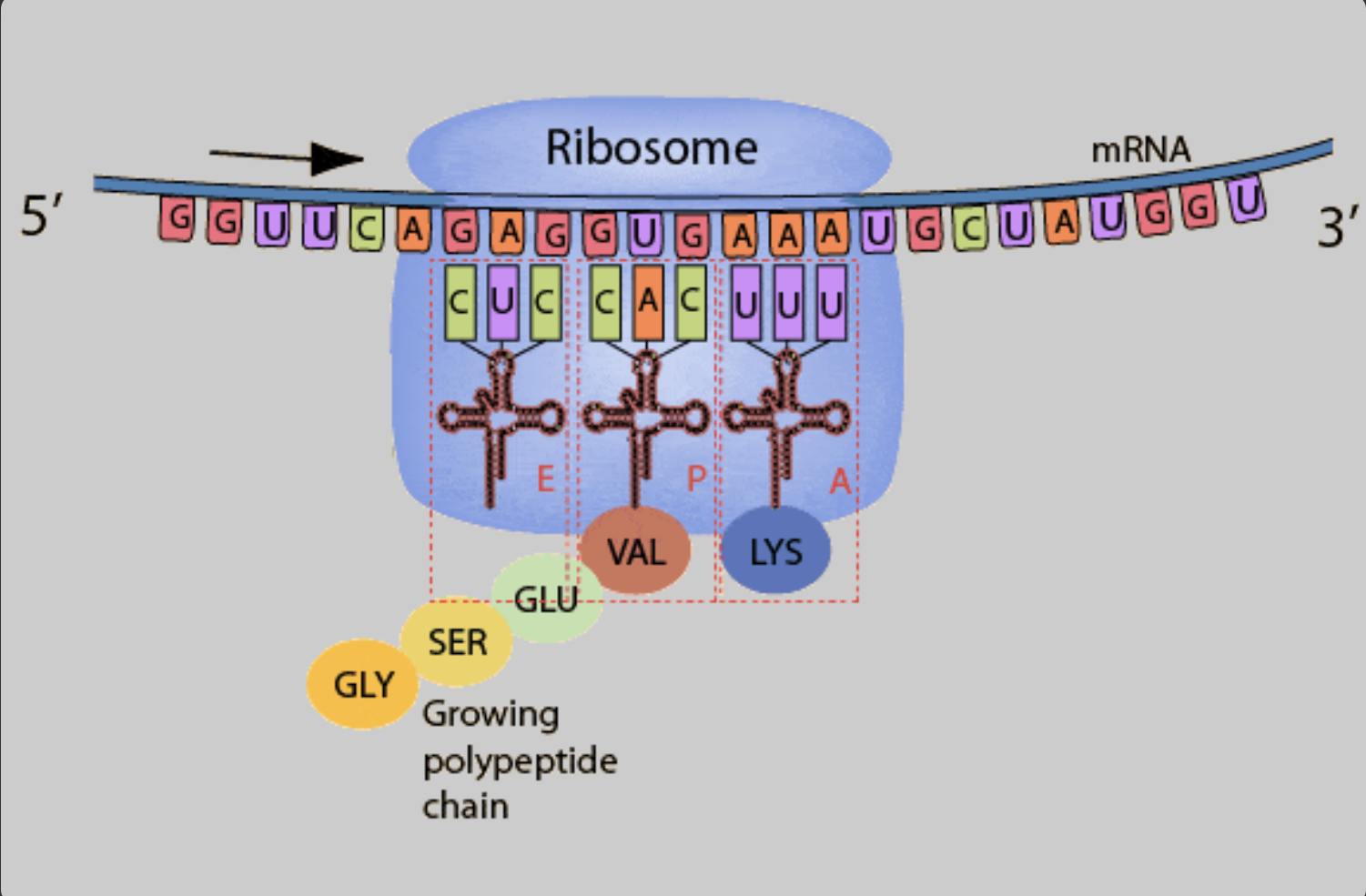 <p><span>Which process is shown?</span></p><p><span>diffusion</span></p><p><span>repiration</span></p><p><span>recombination</span></p><p><span>translation</span></p>