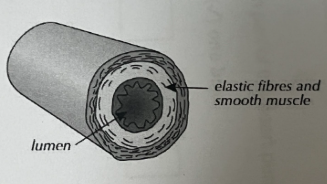 <p>Function of veins</p>