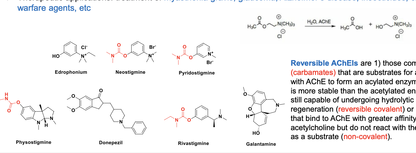 <ul><li><p>acetylcholinesterase inhibitors (AChEIs), anticholinesterases, indirect cholinomimetics</p></li><li><p>inhibit acetylcholinesterase, but do NOT bind to cholinergic receptors</p></li><li><p>increase and prolonged acetylcholine-mediated muscarinic and nicotinic effects (equivalent ot muscarinic and nicotinic receptor agonists)</p></li><li><p>therapeutic applications</p><ul><li><p>treatment of:</p><ul><li><p><strong>myasthenia gravis</strong></p></li><li><p><strong>glaucoma</strong></p></li><li><p><strong>alzheimers</strong></p></li><li><p><strong>insecticides</strong></p></li><li><p><strong>chemical warfare agents</strong></p></li></ul></li></ul></li><li><p>reversible AChEIs<strong> </strong>are</p><ul><li><p>those compounds (<strong>carbamates</strong>) that are substrates for and react with AChE to form an acylated enzyme which is MORE stable than the acetylated enzyme but still capable of undergoing hydrolytic regeneration (<strong>revesrible covalent</strong>) or</p><ul><li><p>have nitro groups</p></li></ul></li><li><p>those that bind to AChE with GREATER affinity than ACH but do NOT react with the enzyme as a substrate (<strong>non-covalent</strong>)</p></li></ul></li></ul><p></p>