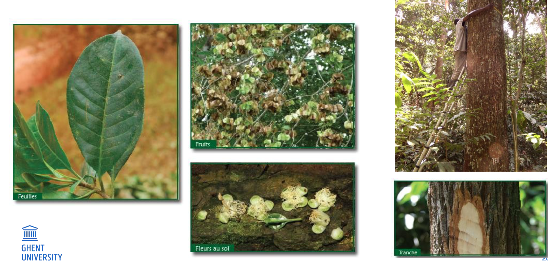 <p>A medium-sized tree known for its thick cracked bark and fruit housing edible caterpillars.</p>