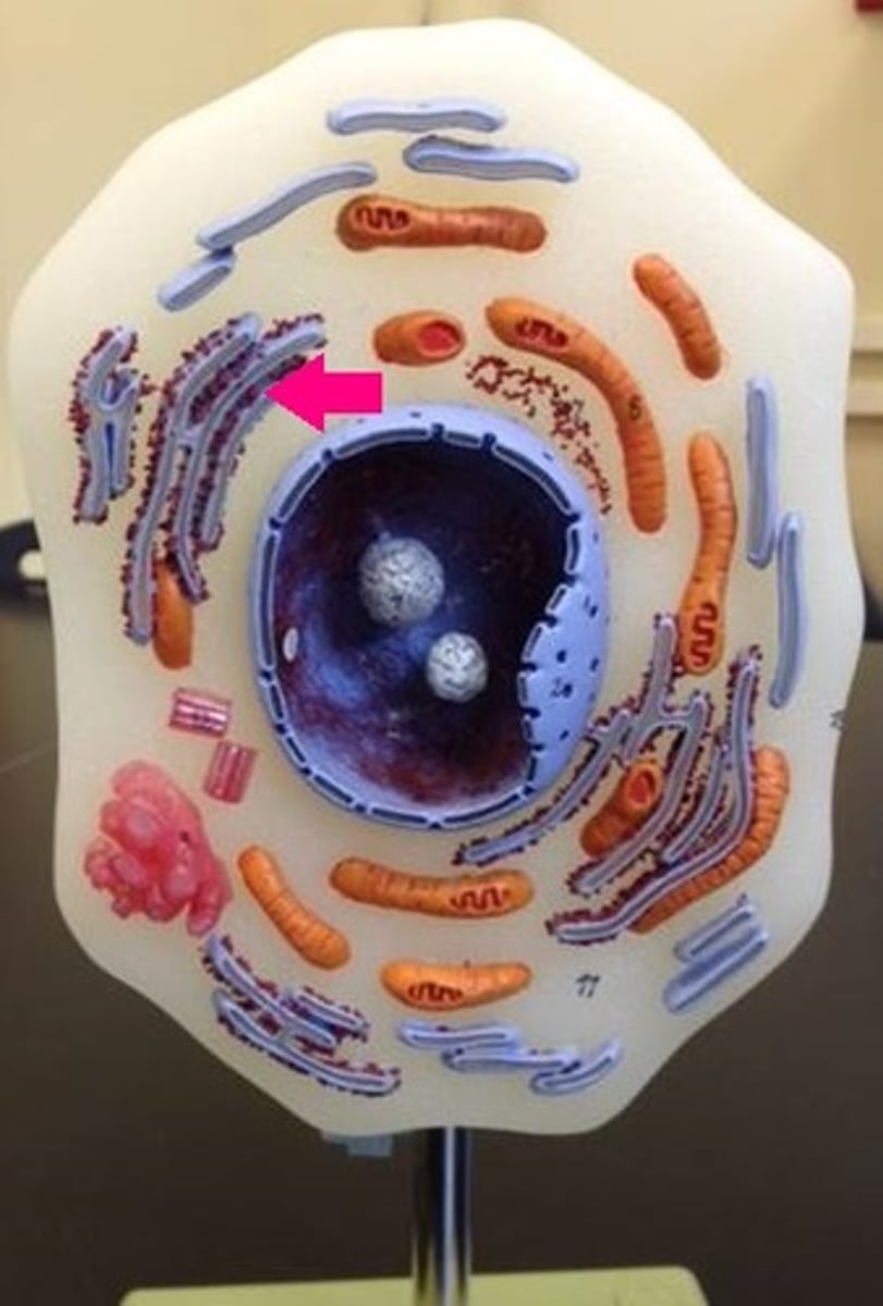 <p>studded with ribosomes and is involved in protein processing and transport</p>