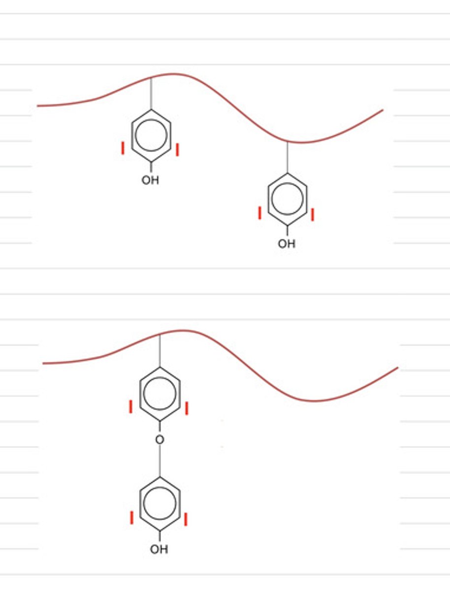<p>in the synthesis of thyroid hormones, what is occurring here?</p>