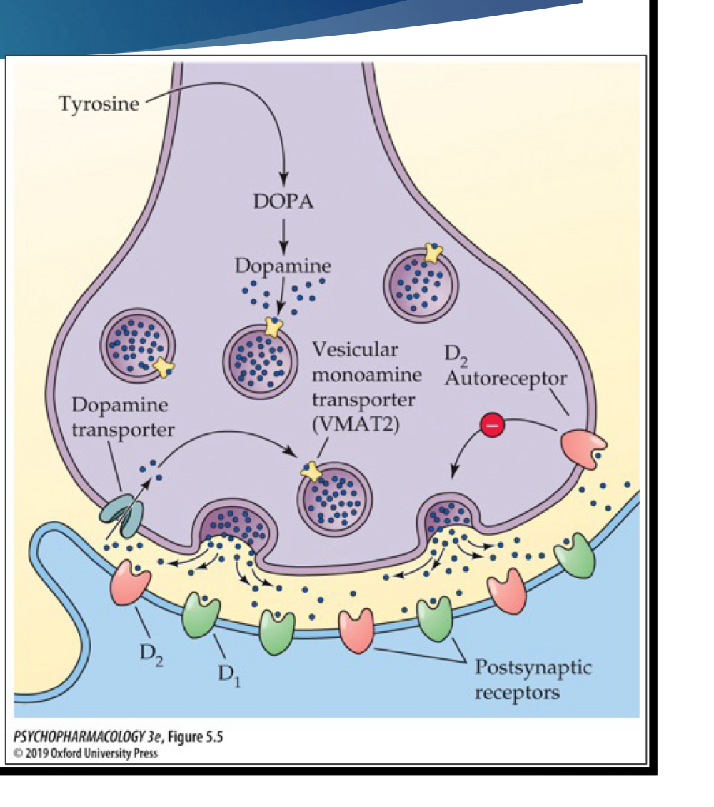 <p>in synaptic vesicles; they are packaged into the synaptic vesicles by passing through vesicular monamine transporters (VMAT)</p>