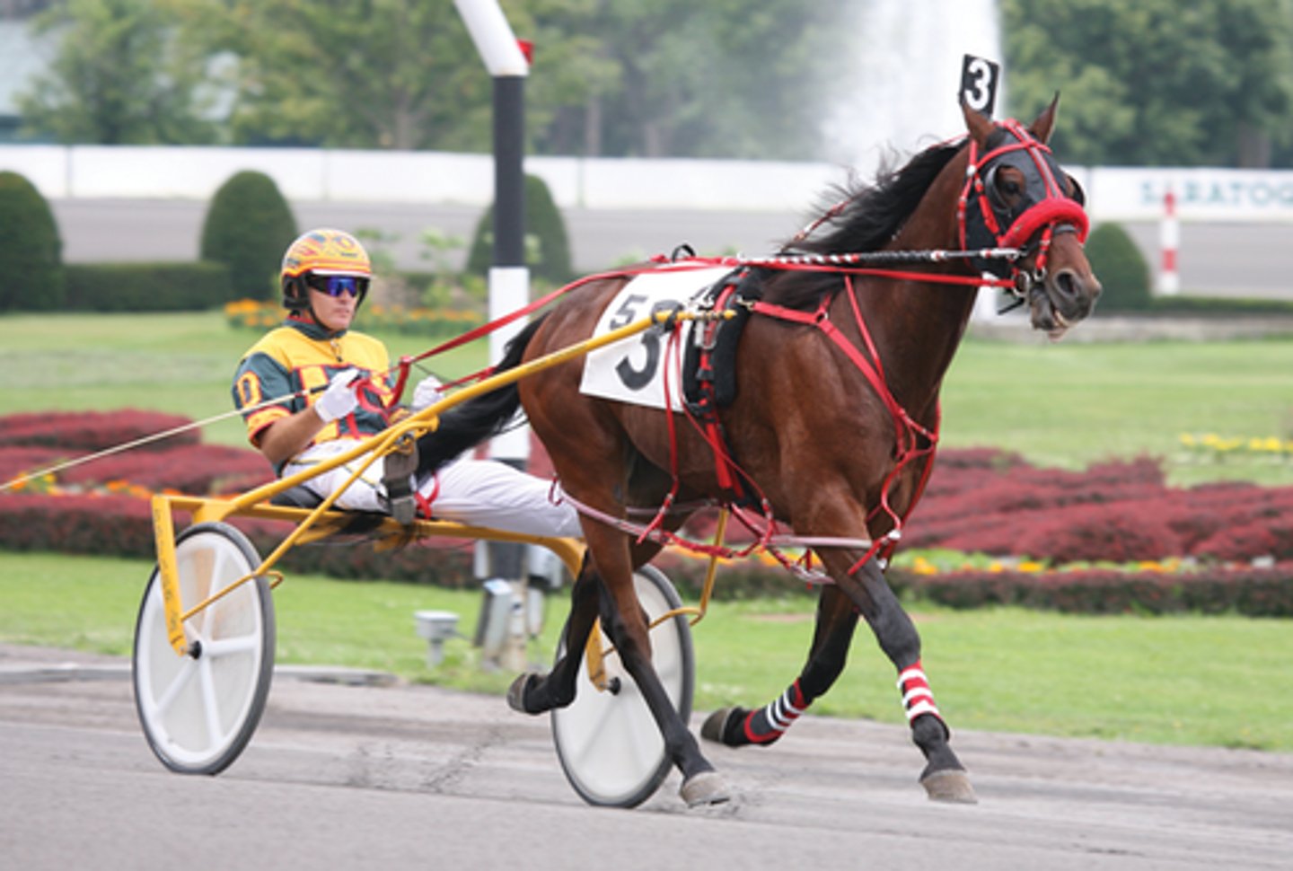 <p>what horse breed is performing this job?</p>