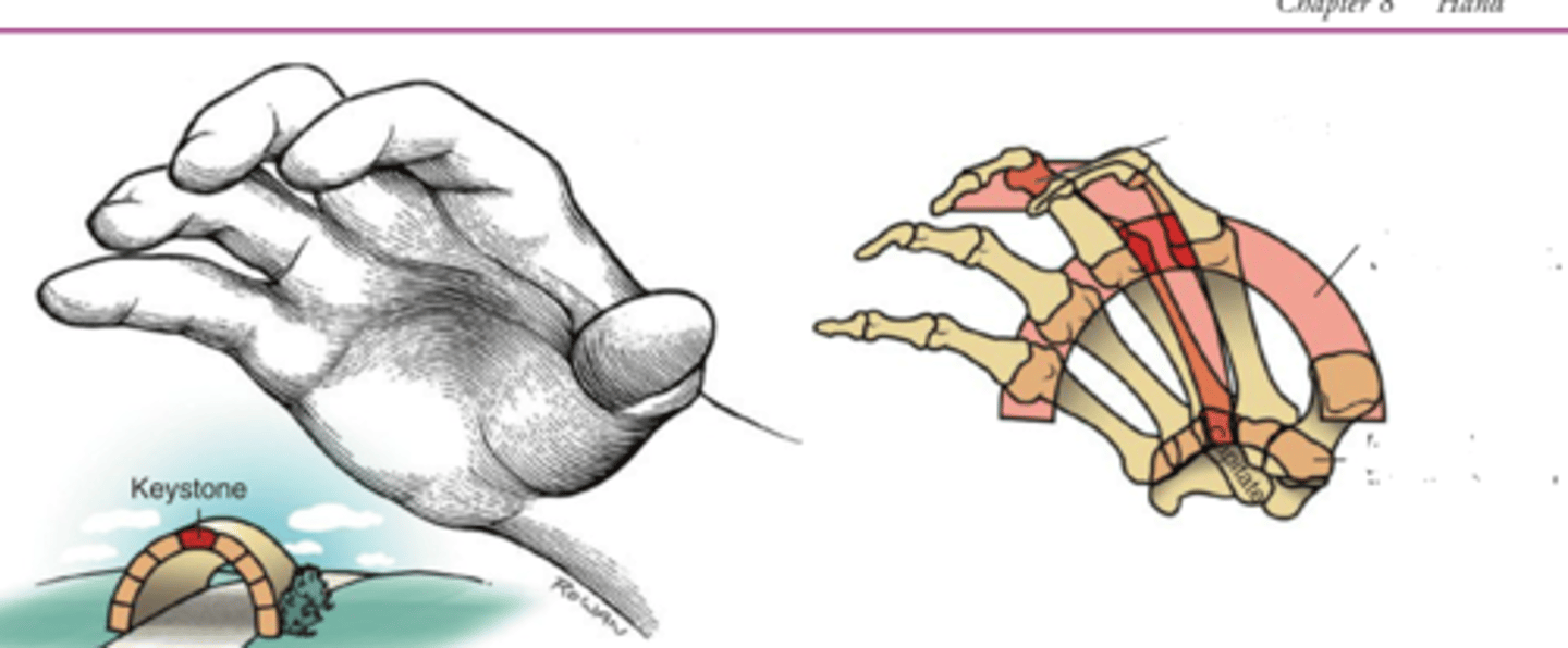 <p>What arches in the hand are needed to pick up an object? (Hint: There are 3.)</p>