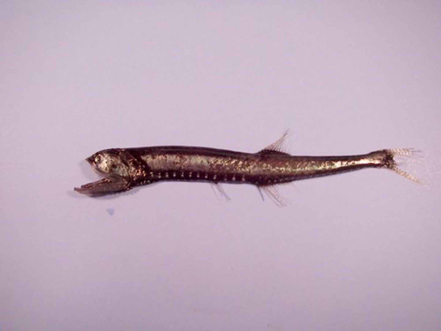 <p>bristlemouths</p>