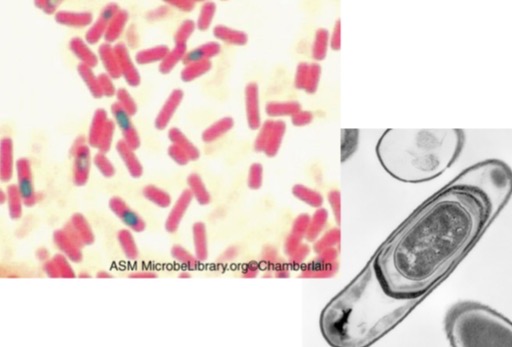 <p>Genus: Bacillus</p>