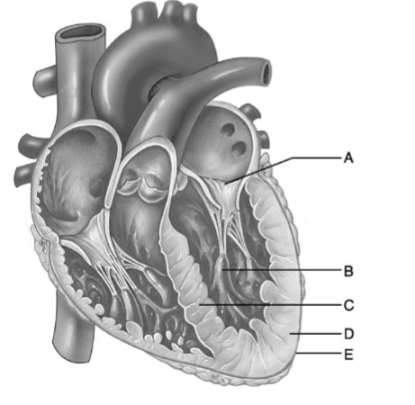 <p>The letter that indicated the tissue layer of the heart know as epicardium </p>