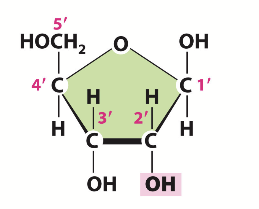 <p>Sugar found in RNA. Contains hydroxyl groups on the 1’, 2’, and 3’ carbons.</p>