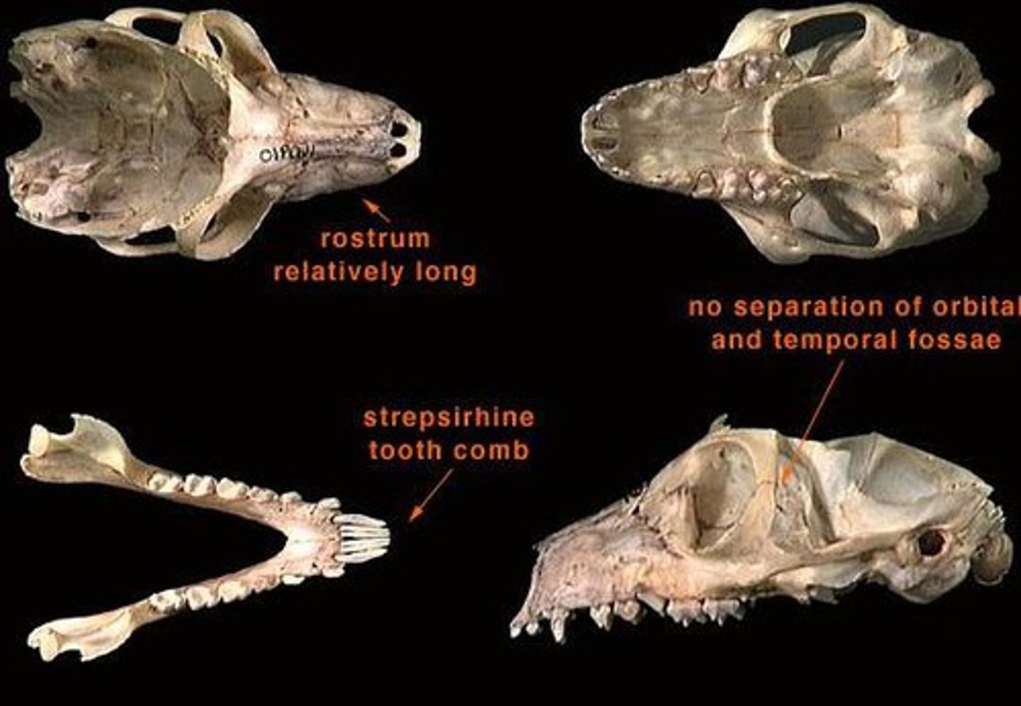 <p>Family has:</p><p>-peg like upper incisors</p><p>-median diastema between incisors</p><p>-tooth comb</p><p>-postorbital bar</p><p>-Madagascar</p>