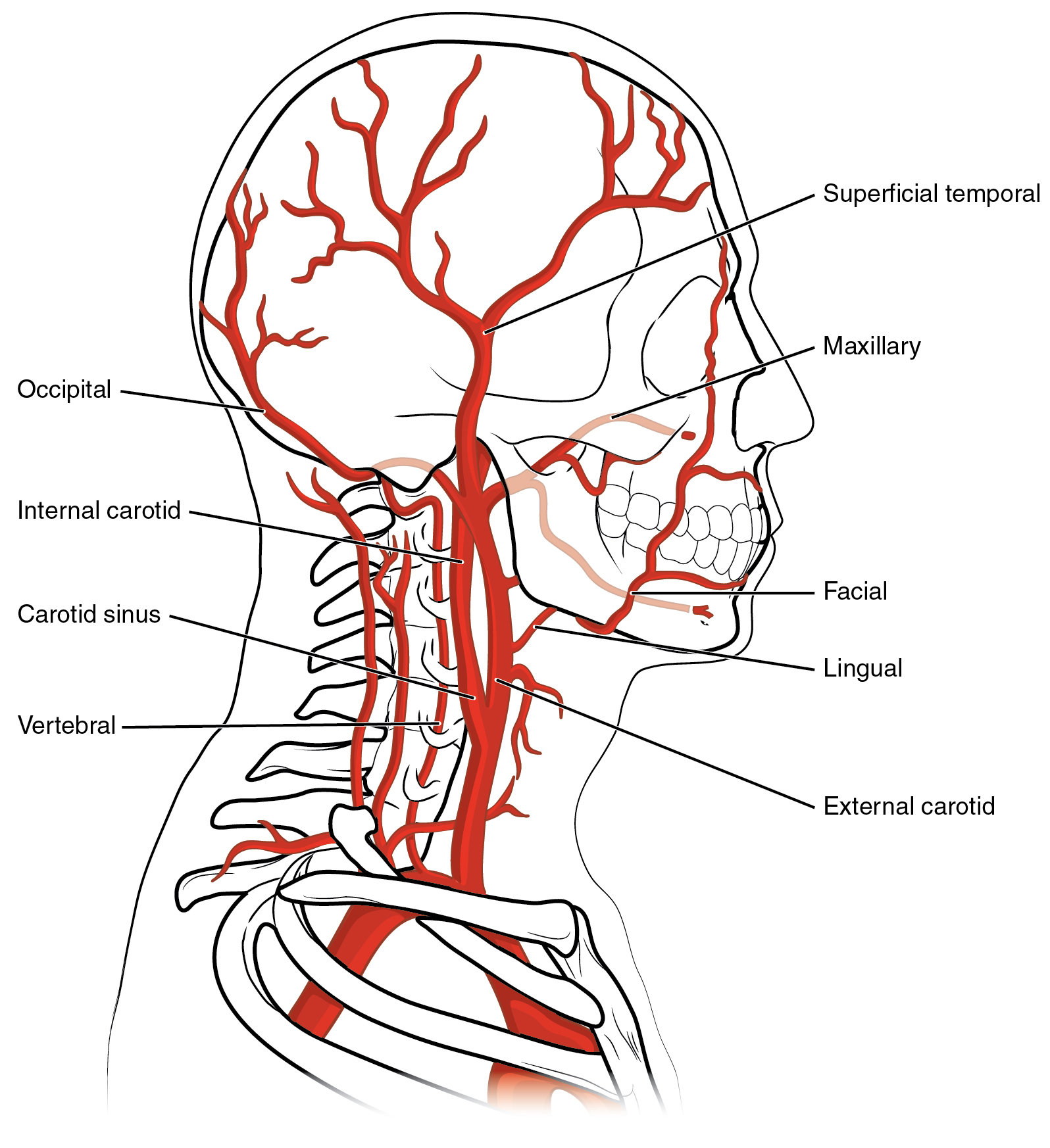 <ol start="3"><li><p>carotid sinus</p></li><li><p>vertebral</p></li><li><p>superficial temporal</p></li><li><p>maxillary</p></li></ol><p></p>