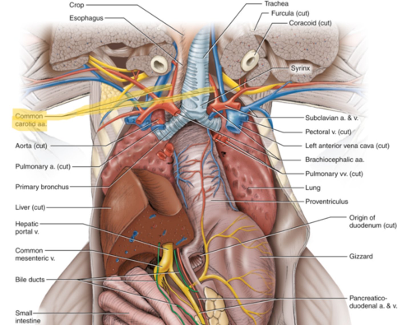 knowt flashcard image