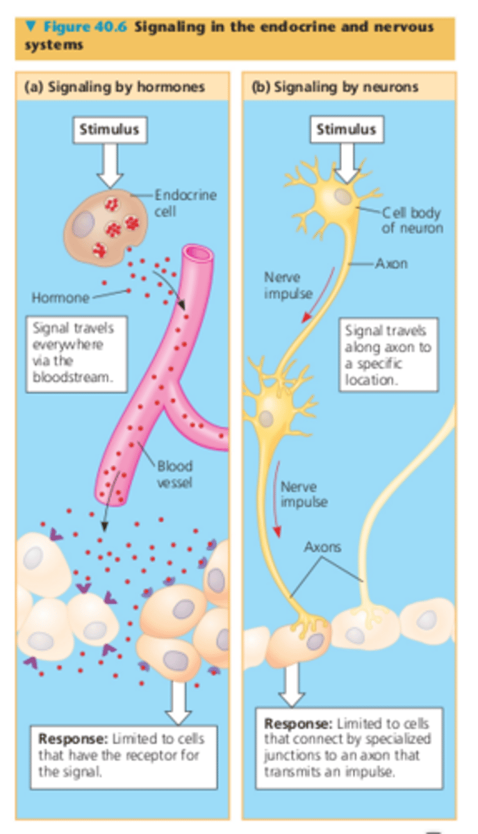 <p>the Nervous System</p><p>- uses neurones to pass electrical impulses</p><p>- quick transmission and response</p><p>- response is short-lived and localised</p><p>the Hormonal System</p><p>- uses hormones transported in blood to target cells</p><p>- slow transmission and response</p><p>- response is long-lasting and widespread</p>