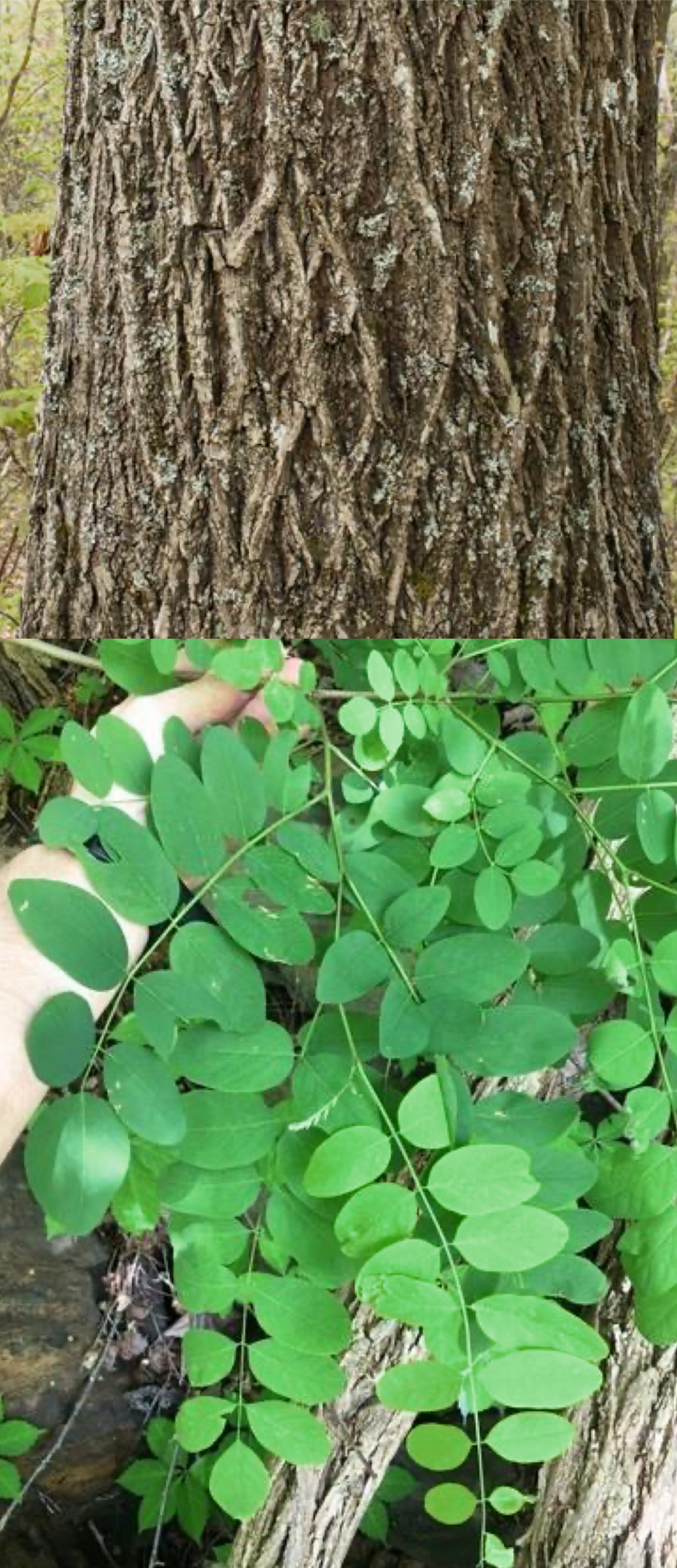<p>black locust </p>