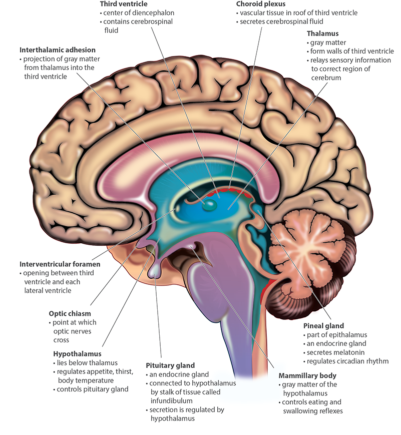 <p><span><strong><span>8. Diencephalon and Brainstem p1</span></strong></span></p>