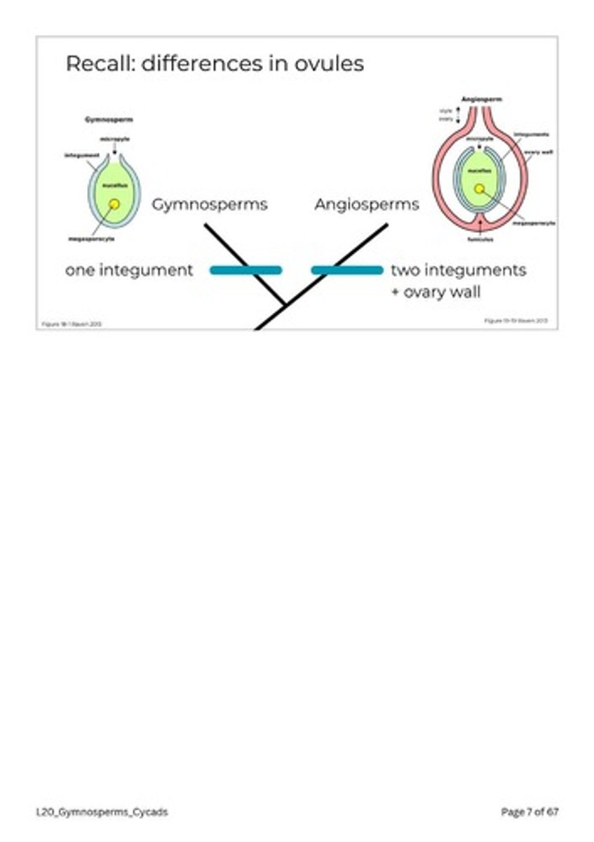 <p>Gymnosperms have one integument, while angiosperms have two integuments and an ovary wall.</p>