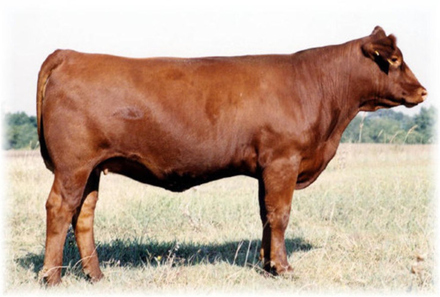 <p>Exotic/European Beef Breed</p><p>Originated in Germany.</p><p>Reddish gold to russet colored hair.</p><p>Resulted from government controlled breeding program.</p><p>Dual purpose breed.</p>