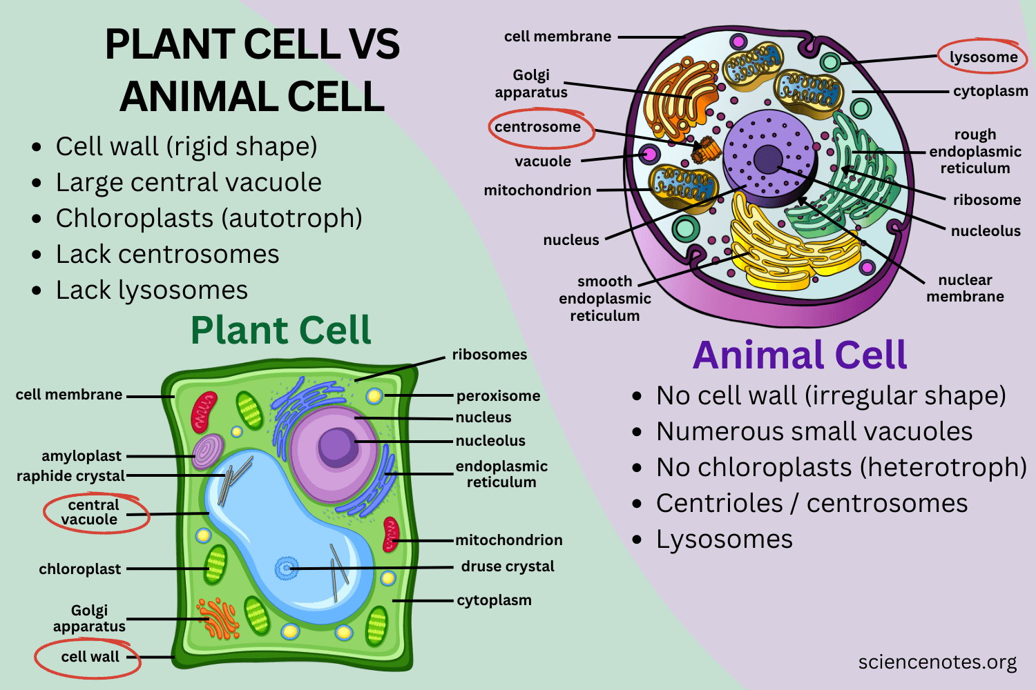 <ul><li><p>Cell membrane</p></li><li><p>Cytoplasm</p></li><li><p>Nucleus + Nucleolus</p></li><li><p>Rough/ Smooth ER</p></li><li><p>Ribosomes</p></li><li><p>Vesicles</p></li><li><p>Golgi Apparatus</p></li><li><p>Lysosomes</p></li><li><p>Centrioles</p></li><li><p>(Cytoskeleton)</p></li></ul>