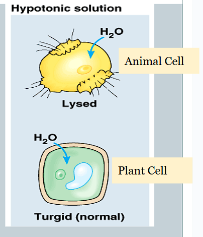 <p>It Lyses</p>