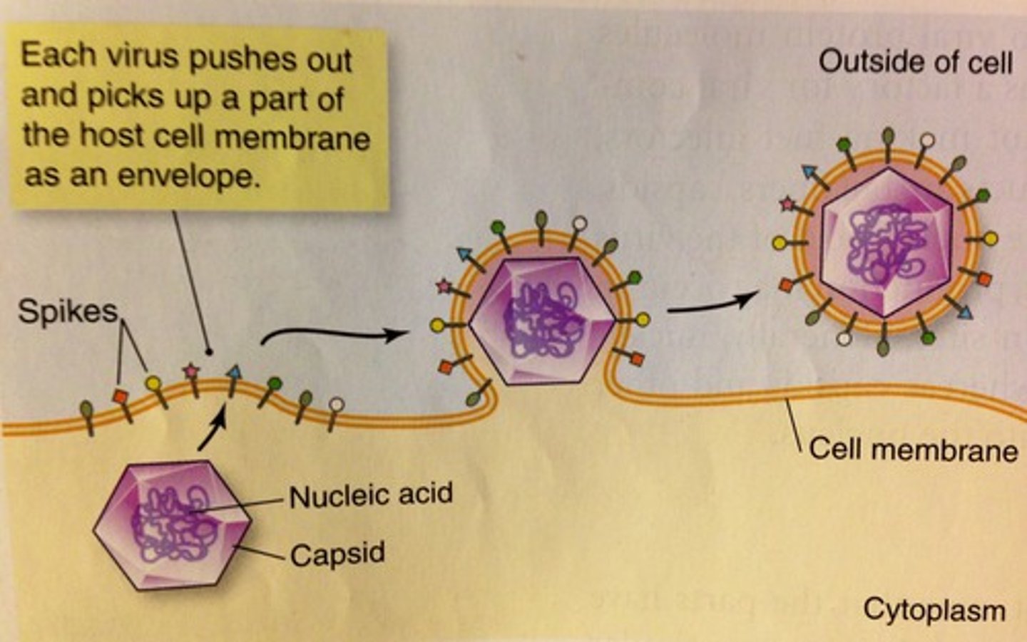 <p>this may not cause death of the host cell</p>