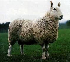 <p>long wool breed</p>