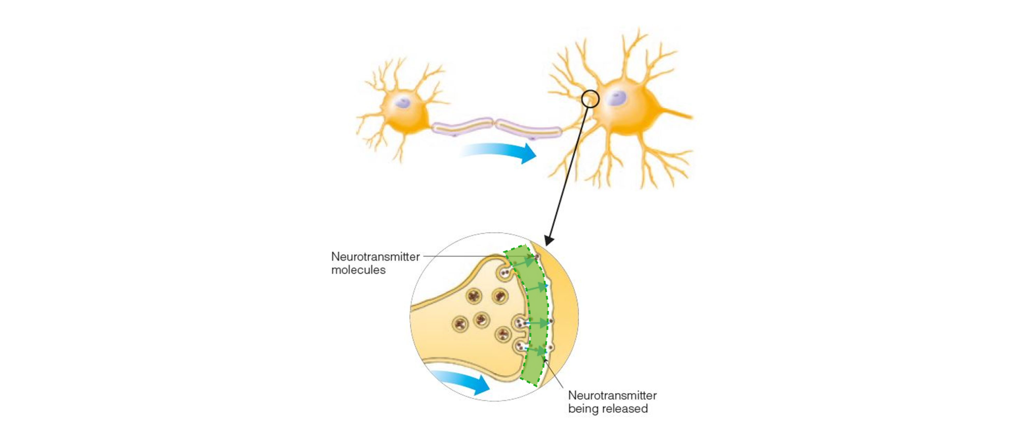 <p>Space between the end of an axon and the cell body or dendrite of the next axon</p>