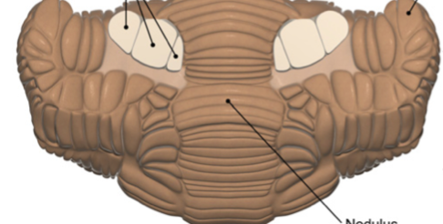 <p>Here is a ventral view of the cerebellum… the rostral portion of the vermis is farther back, the caudal vermis is facing you.  What are the 3 structures that are indicated to in this image?</p>