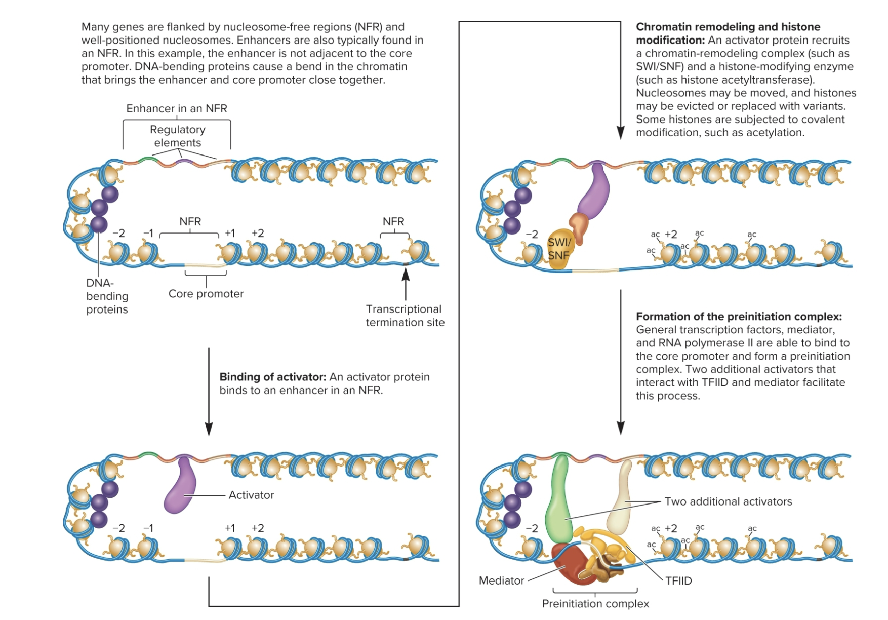 <p>Note: occurs at enhancers or near core promoter</p>