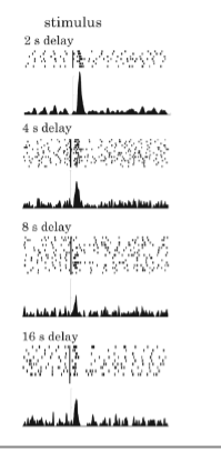 <p>1) licking behavior data show monkey starts licking to at the time the delay predicts</p><p>2) as delay predicted by cue increases, neuron activity following cue decreases </p><p><strong>conclusion</strong>: value of the reward is being discounted by time. dopamine neurons encode discounted value and this decrease in acitvity of dope neurons follows a hyperbolic function.</p>