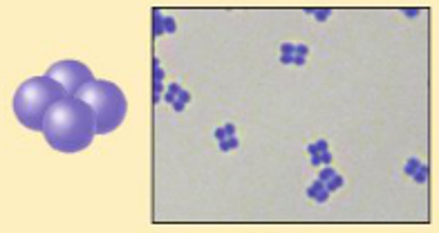 <p>cocci that appear in groups of four</p>