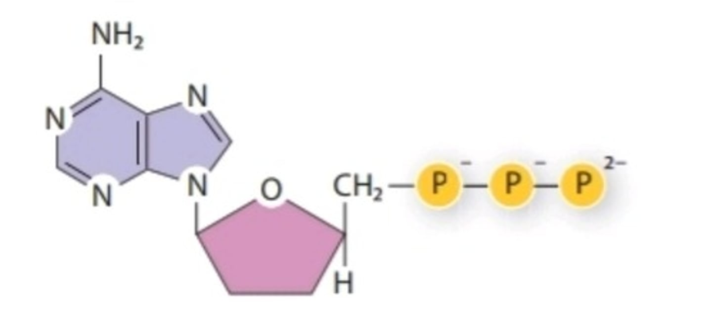 <p>Nucleotide containing ribose and an adenine base that is essential in energy transfer</p>