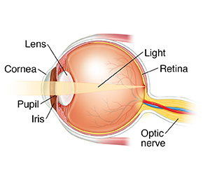 <p>What happens in the retina?</p>