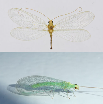 <p><span>Zeer zeldzaam. Tot nu toe is de soort vooral aangetroffen in Zuid- en Midden-Nederland, met enkele uitschieters in het westelijk kustgebied. Het is een middelgrote gaasvlieg met een bruinrode wangvlek en een gele lengtestreep over de rug. De dwarsaders van de vleugels zijn volledig zwart, de lengteaders zijn groen.</span></p>