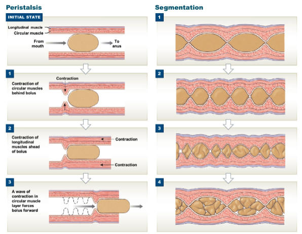 * segmentation: contractions of circular layer breaks bolus (small mass of food) into smaller chunks and mixes them together
  * occurs mostly in small and large intestine
* peristalsis: alternating contractions of circular and longitudinal layers that pushes bolus down GI tract
  * occurs throughout GI tract; can be seen a lot in esophagus