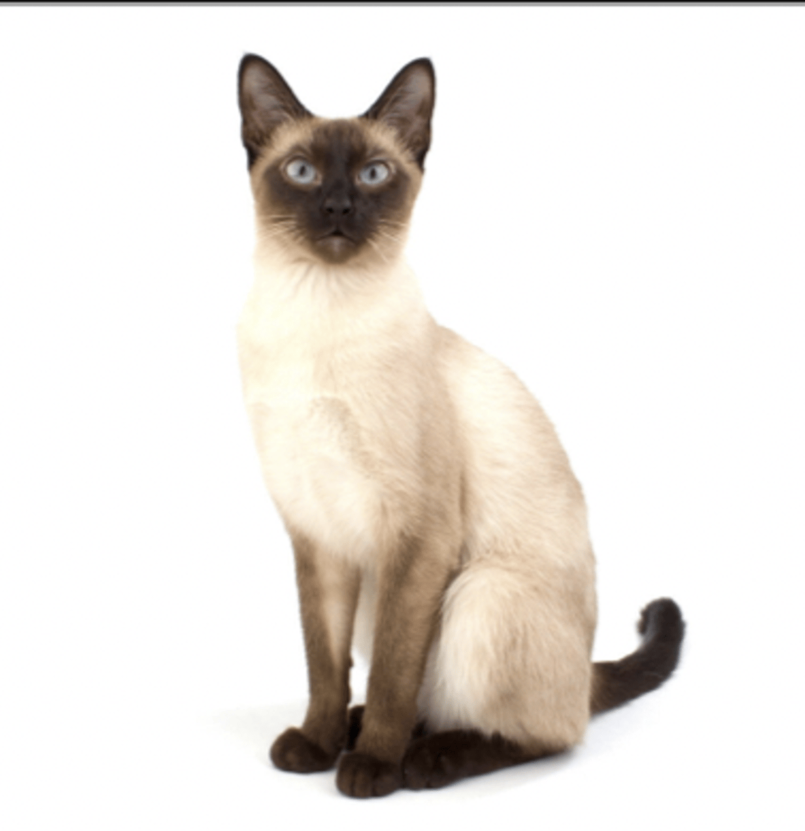 <p>blue eyes, pointed black</p>
