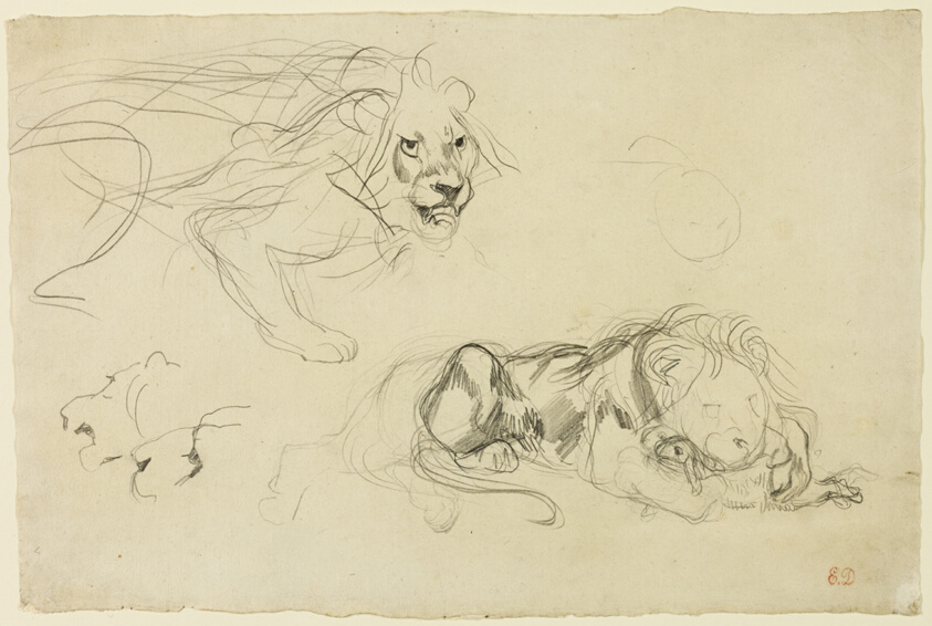 <p>What type of line describes Eugene Delacroix “Studies of Lions”</p>