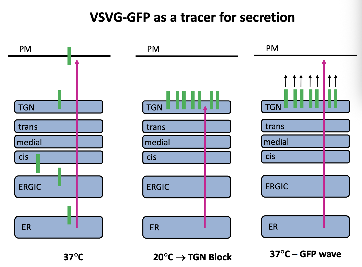<p>e.g <strong>Vesicular stomatitis virus envelope glycoprotein (VSV-G)</strong></p><ul><li><p>into basal <strong>Sorting into different carriers </strong>(direct secretion in polarised cells laterally-destined vesicles</p></li></ul><p></p>