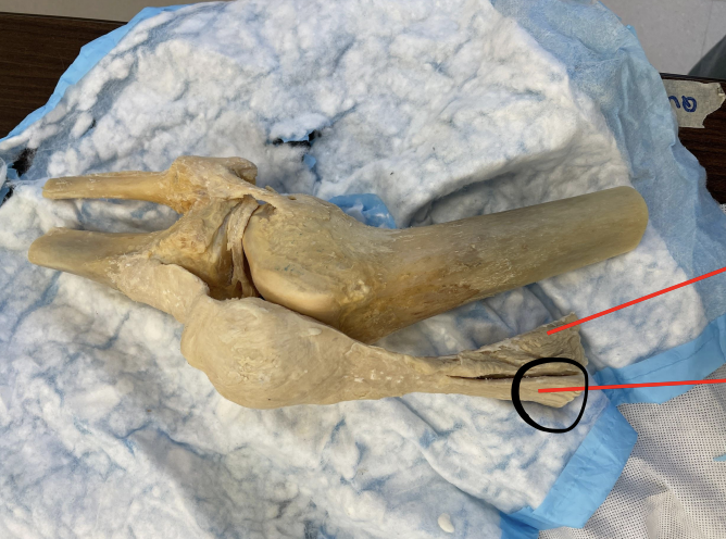 <p>identify + state origin, insertion, action, innervation of marked structure</p>