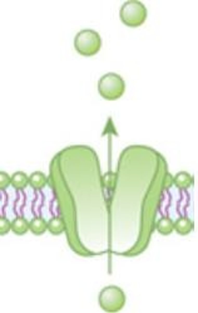 <p>A hydrophilic pathway through the membrane used to transport certain ions.</p>