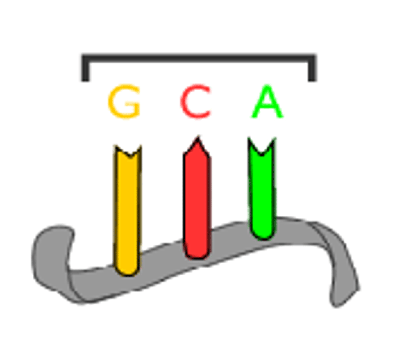 <p>A three-nucleotide sequence that codes for an amino acid.</p>