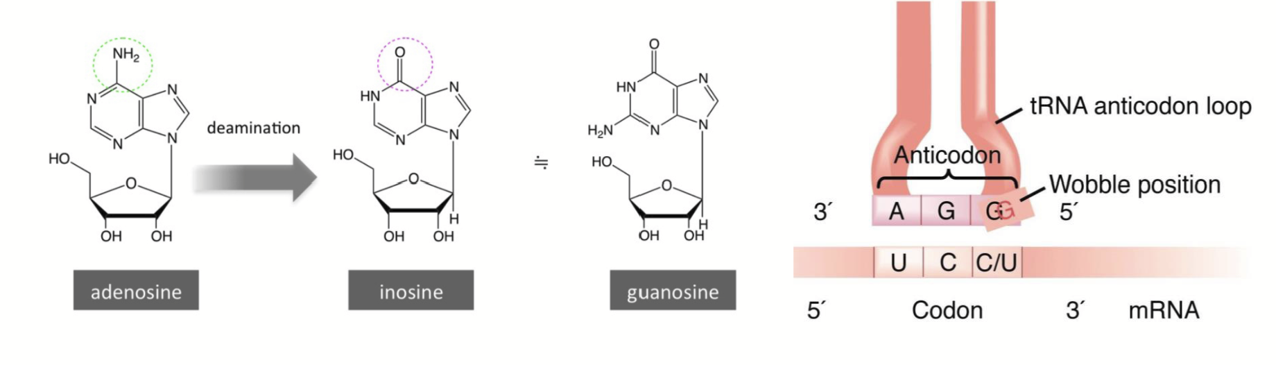 <p>tRNAs can be post-transcriptionally modified at the nucleotide level. Nucleotides can be substituted for different nucleotide derivatives.</p><p>e.g. Inosine (a rare base) is an adenine/guanine derivative, it can be produced via deamination (getting rid of an amino group on a base). It can base pair with either C, U, or A, giving the tRNA a lot more flexibility in terms of pairing partners.</p>