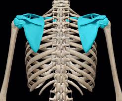 <p>Connects the UE to the axial skeleton</p>