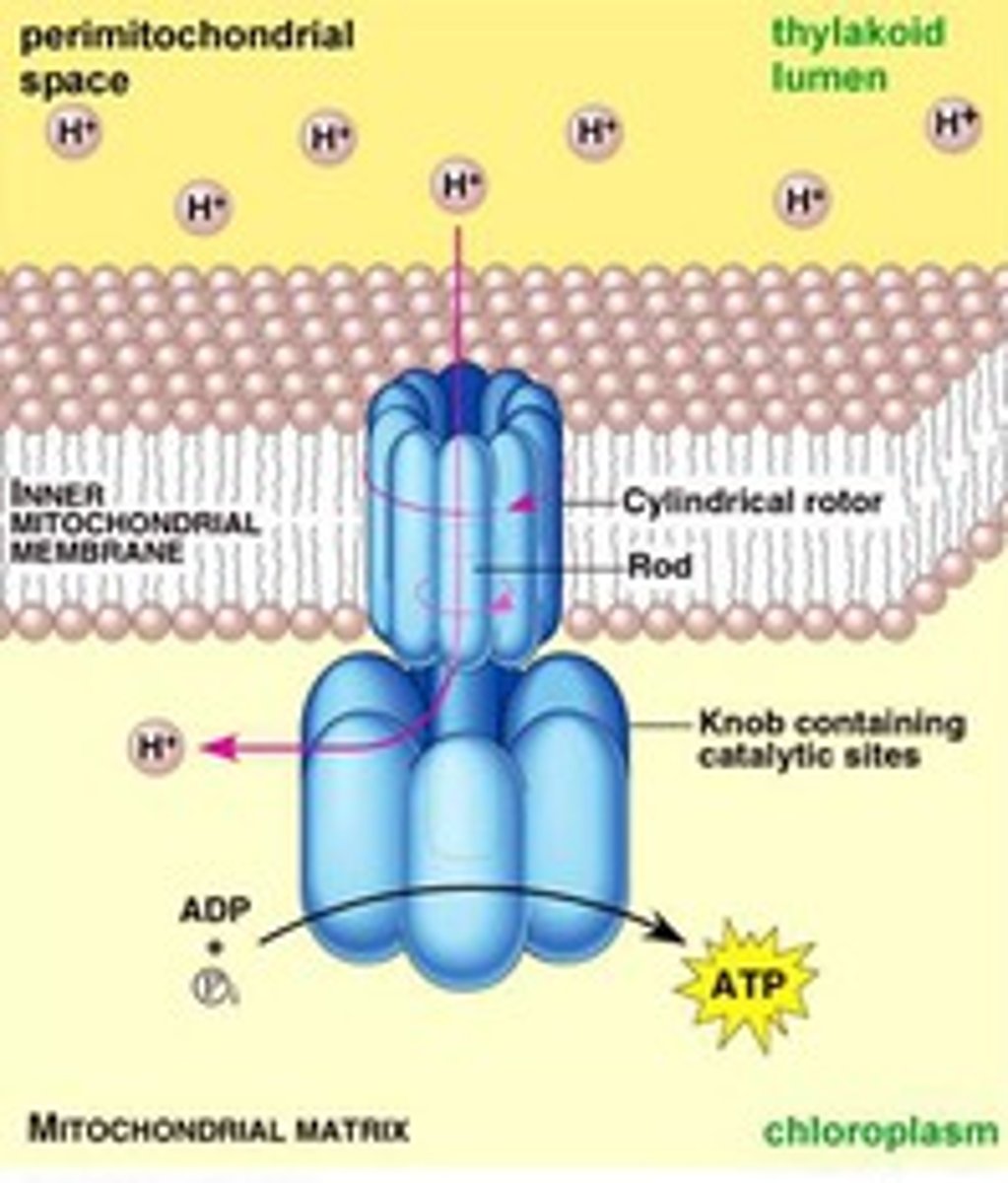 <p>A process for synthesizing ATP using the energy of an electrochemical gradient Hydrogen gradient established by the Electron transport chain, and the ATP synthase enzyme.</p>