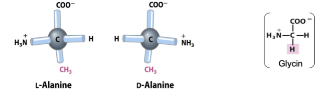 <p>Aminosyror kan förekomma som isomerer - spegelbilder. Den enda som ej kan det är glycin eftersom det saknar ett kiralt kol.</p><p></p><p>I naturen förekommer endast L-aminosyror hos proteiner. D-aminosyror är ovanliga.</p>