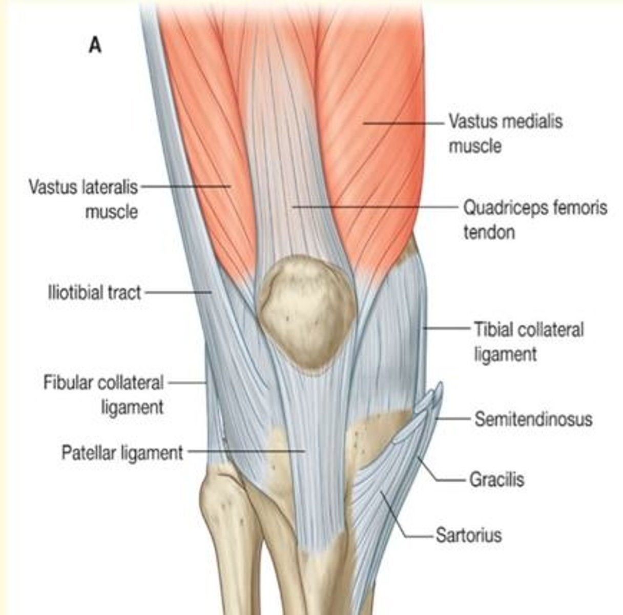 <p>Sesamoid bone </p><p>Articulates with femoral condyles</p><p>Contained within patellar ligament</p>