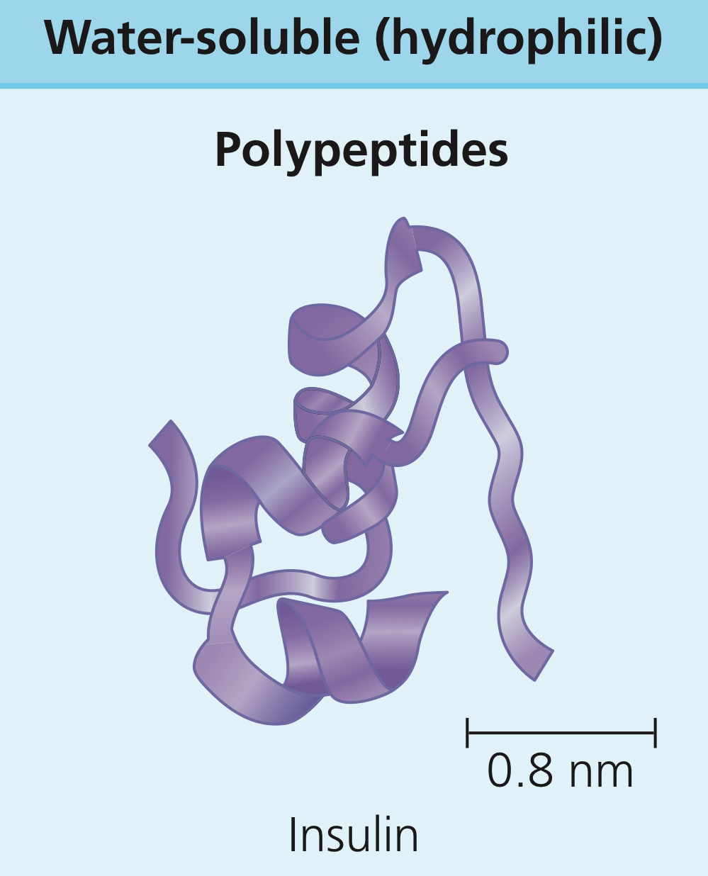 <p>Water-soluble proteins that can travel anywhere, typically reaching receptors in membranes.</p>