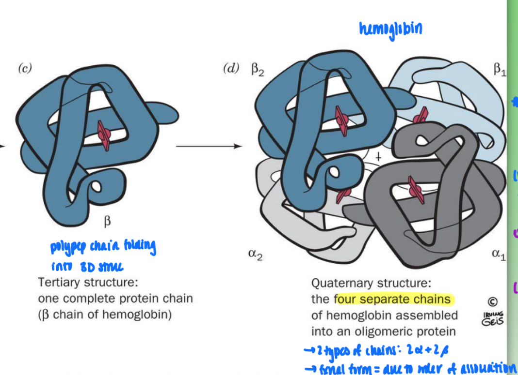 <ul><li><p>2 types of chains: 2 alpha &amp; 2 beta</p></li><li><p>fxnal form = due to order of association</p></li><li><p>associated thru noncov interactions (very weak so easily disrupted)</p></li><li><p>hemoglobin = O2 binding prot</p><ul><li><p>binding to one site in one domain effects entire molec</p></li><li><p>binding = leads to struc change = changes affinity of all other sites</p></li><li><p>= <strong>cooperativity</strong> (communication)</p></li></ul></li><li><p>differs from single domain in 3 struc (myoglobin) = independent binding (O2 binding one sit does not effect others)</p></li></ul><p></p>