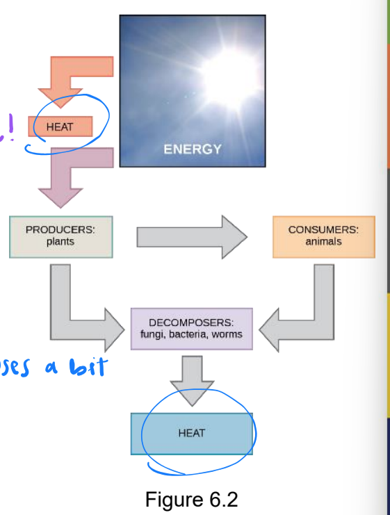 <p>study of energy flow through a living system</p>