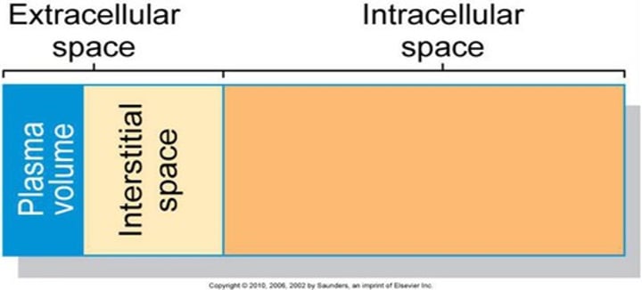 <p>Space within a cell (cytoplsm)</p>