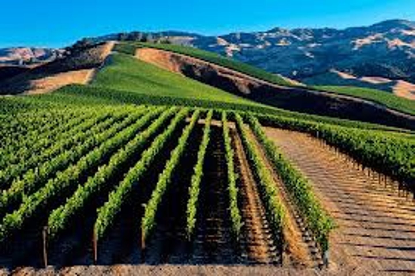 <p>der Weinberg; der Weinstock</p>